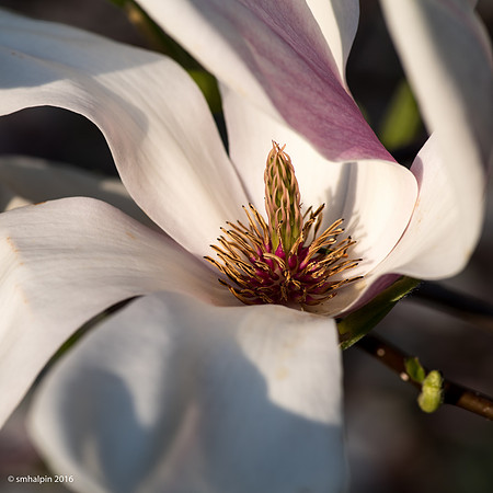 Magnolia