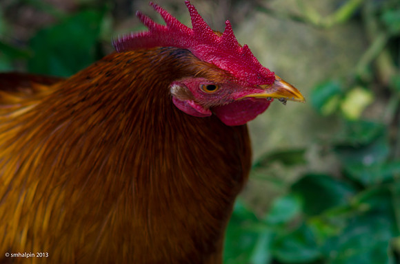 Red Rooster