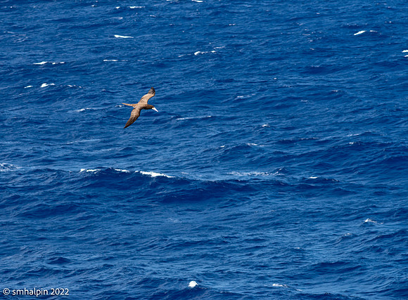 Sea bird