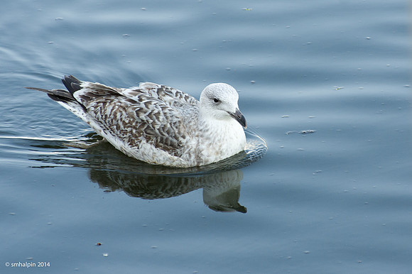 Denmark2014-4979