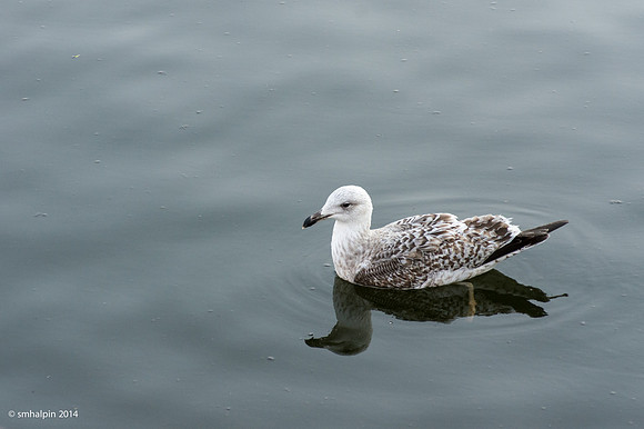 Denmark2014-4971