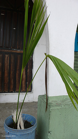 Sample Palm Fronds