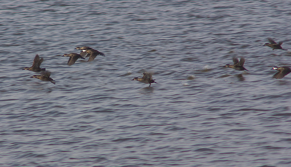 Black Scoters