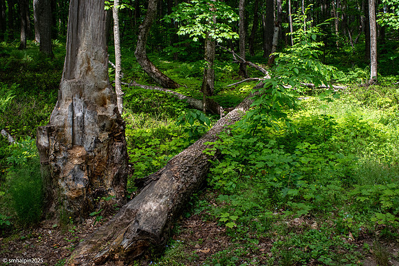 Munising Waterfall - Pictured Rocks Natl. Seashore