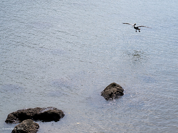 Portobelo