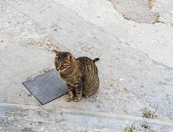 Athens-9461