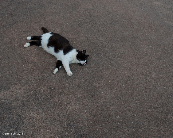 Guard cat