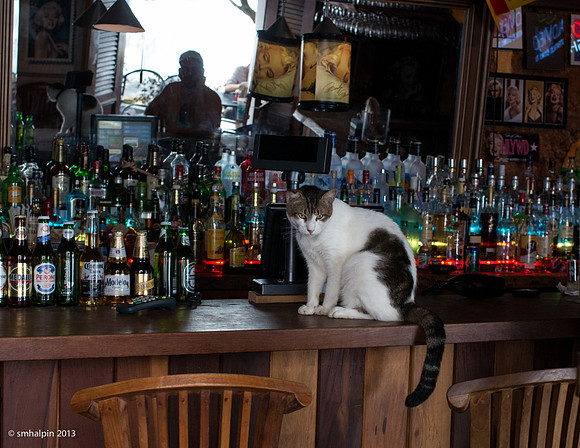 Bar cat