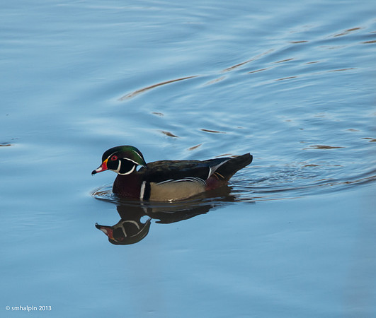 Wood Duck