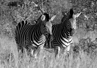 Alan C - Double Black & White