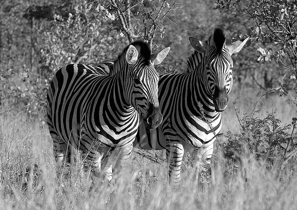 Alan C - Double Black & White