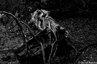 Dave Brooks - Old Wood