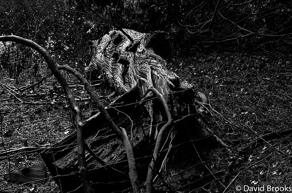 Dave Brooks - Old Wood