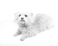 John Sessoms - High Key Puppy