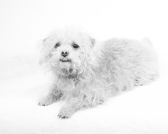 John Sessoms - High Key Puppy