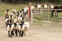 May 2026 - Rush Hour
