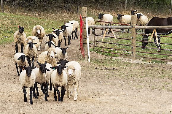 Paul Stenquist - Bahh Humbug. Rush hour traffic in the barnyard.