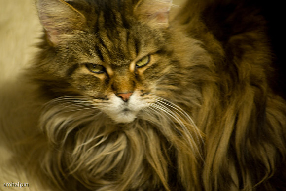 Cattywumpuss