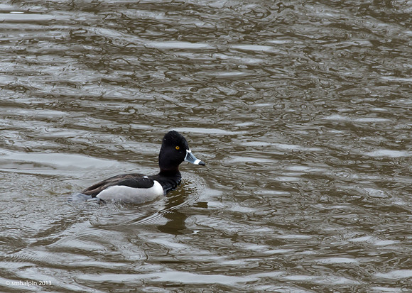 Ring-necked Duck