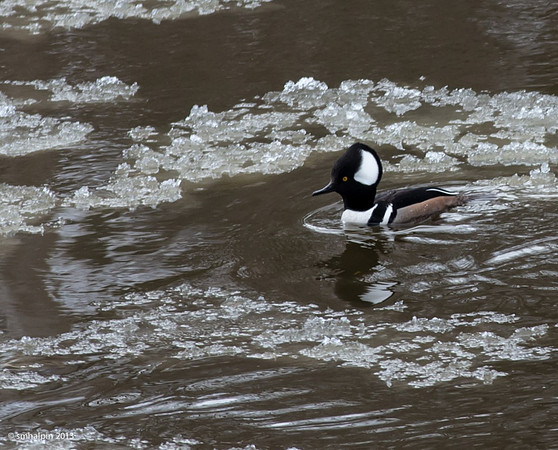 Hooded Merganser