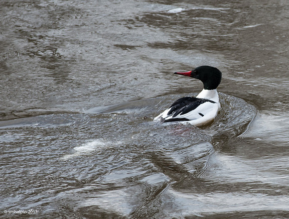 Common Merganser
