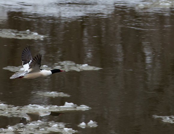 Common Merganser