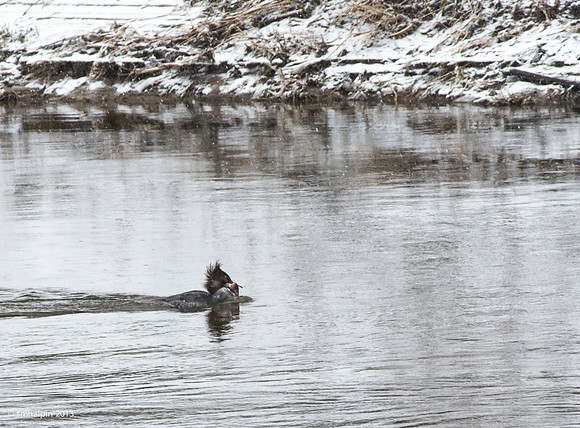 Common Merganser