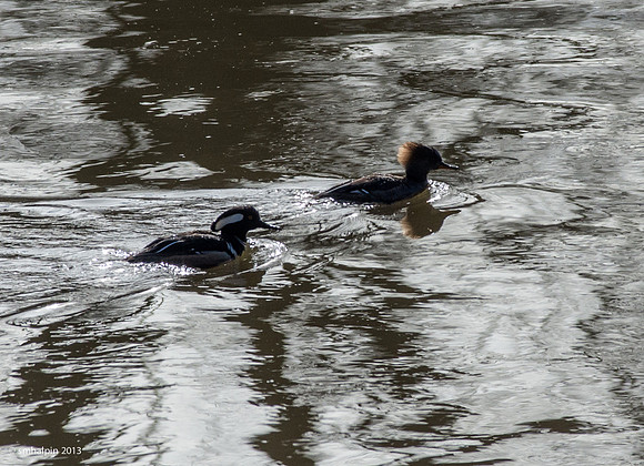 Pair - Hooded Merganser