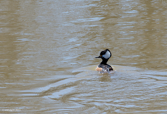 Hooded Merganser
