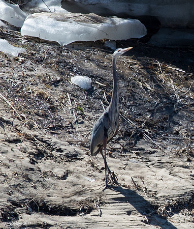 Great Blue Heron