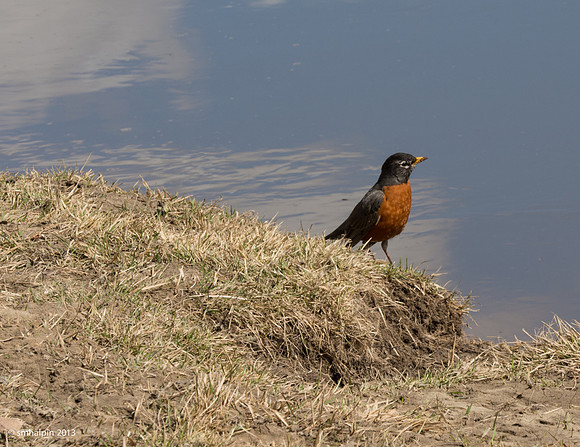 Robin