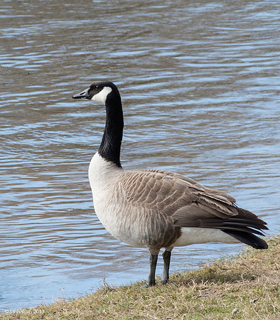 Canda Goose - On Guard