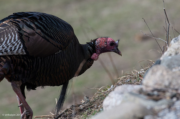 Wild Turkey