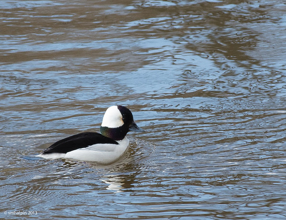 Bufflehead