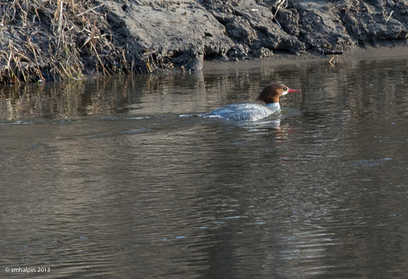 Common Merganser