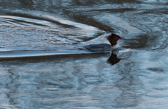 Common Merganser