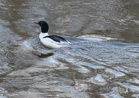 Common Merganser