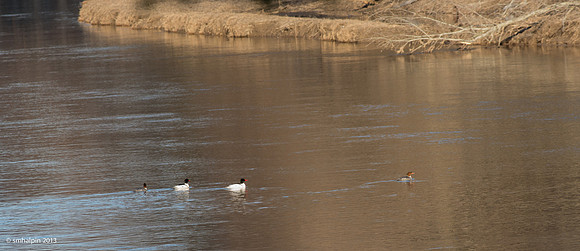 Evening Commute - 2 pair Common Merganser