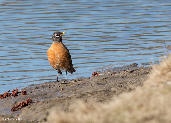 Robin