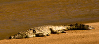 Alan Cole - A croc basking in the late afternoon sun, Latabe River, Kruger Park