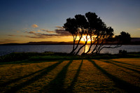 Brian Walters - Banksias at Sunset - A small stand of Coastal Banksia trees atGerroa on the New South Wales coast.
