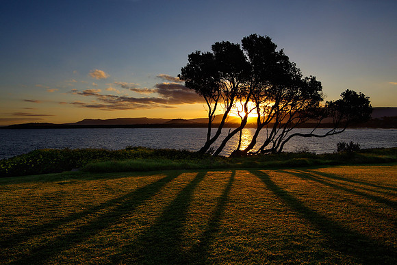 Brian Walters - Banksias at Sunset - A small stand of Coastal Banksia trees atGerroa on the New South Wales coast.
