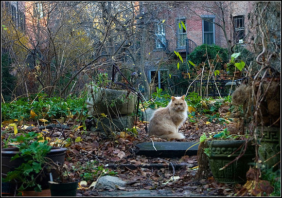 Ann Sanfedele - Toby's world - Dec. 2011. Boston. Rescue cat Toby claiming his new territory...