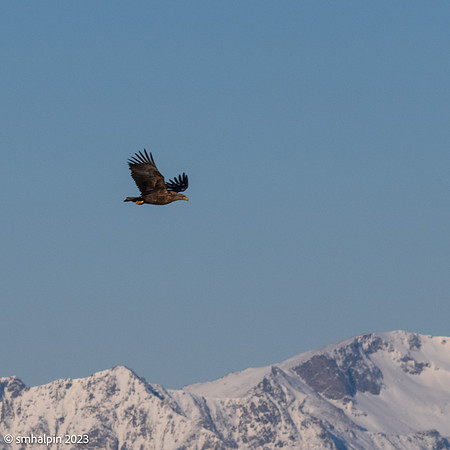 Lofoten