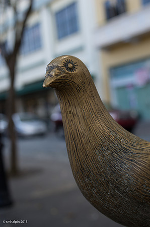Bronze Pigeon