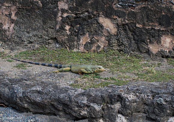 Lizard