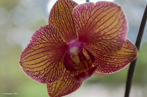 Orchid