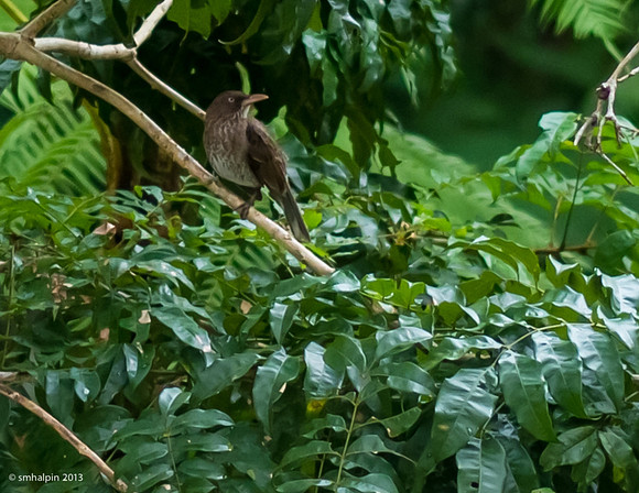 Pearly-Eyed Thrasher (?)