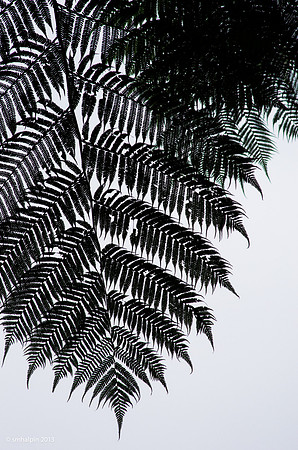 Fern Tree