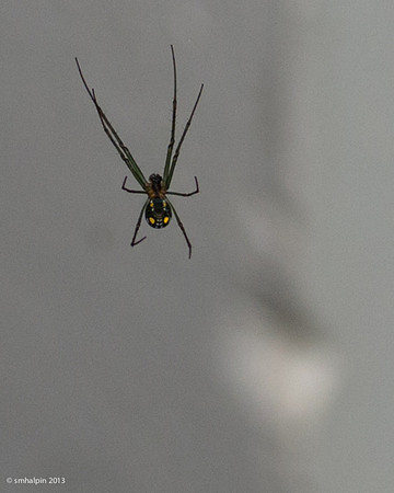 Tropical spider